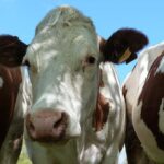 Gros plan vaches montbéliardes