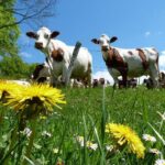 vaches montbéliardes au pré avec fleur ferme Marie Anes
