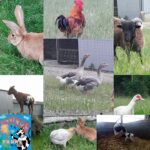 patchwork photos Ferme du Semnon
