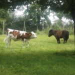 Veau et poney prairie Ferme du Semnon