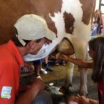 Enfant et traite d'une vache montbéliarde, éleveur. Ferme du Rialet