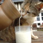 verre de lait et petit chat ferme Lieu Roussel