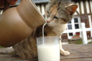 verre de lait et petit chat ferme Lieu Roussel