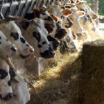 Vaches normandes stabulation Ferme Lieu Roussel