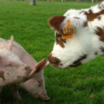 Vache Normande et cochon Ferme Lieu Roussel