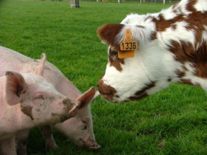 Vache Normande et cochon Ferme Lieu Roussel