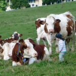 Vaches montbeliardes et enfants ferme CANTEUX