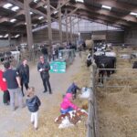 Stabulation, ferme pedagogique visite ferme Mionet