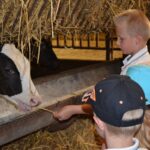 Enfants à l'étable avec veau prim'holstein, ferme pédagogique