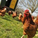 Poule en gros plan, et poules ds l'herbe et roulotte