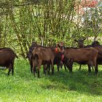 Chèvres dans champs, pré, herbe