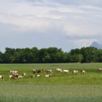 Vaches Abondance dans prairie, pré, herbe
