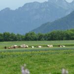 Vaches Abondance dans prairie, pré, herbe montagne