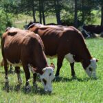 Vaches Abondance, prairie, pré, herbe