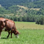 Vache Abondance champs prairie paysage