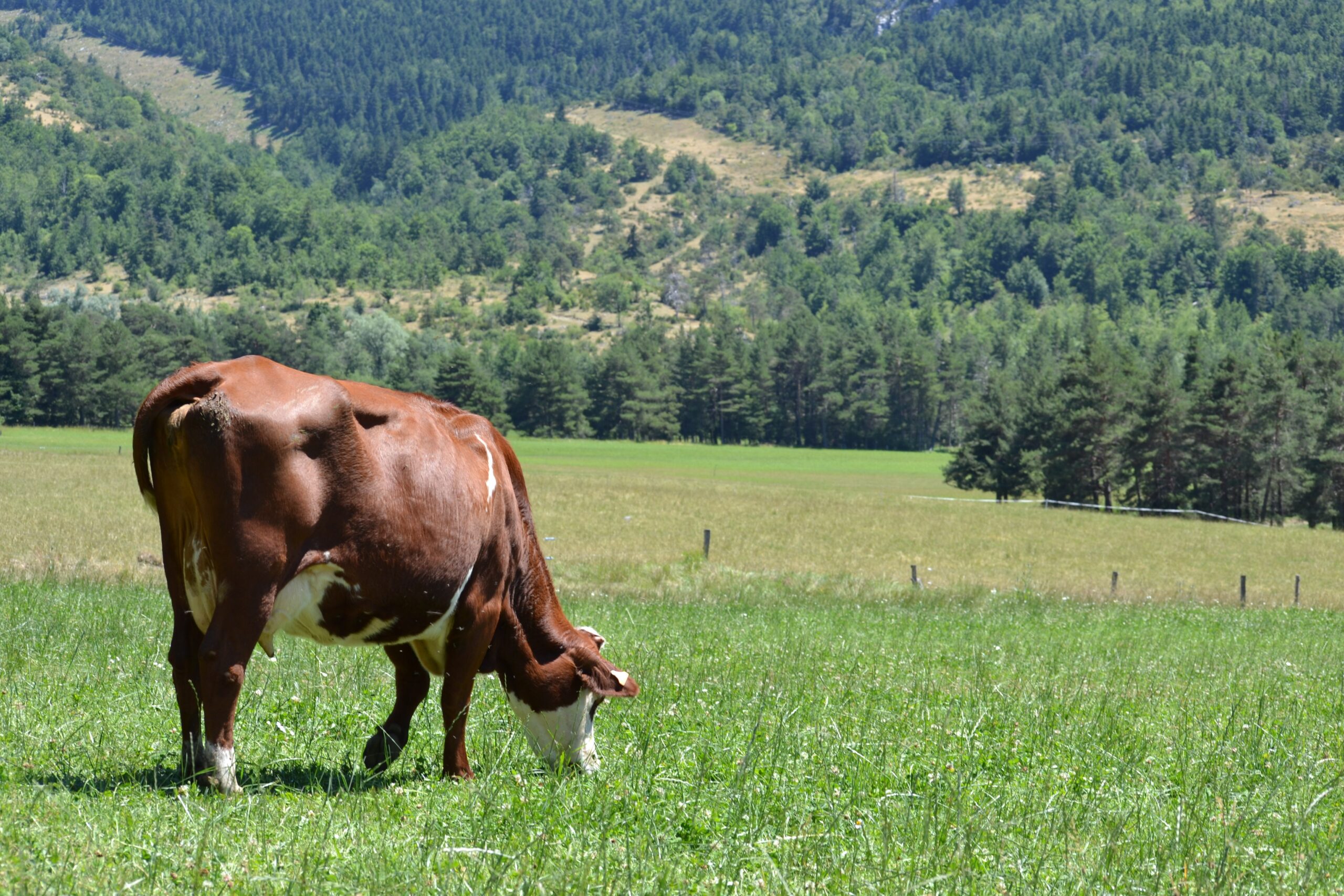 Vache Abondance champs prairie paysage