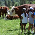 Enfants avec vaches Abondance dans prairie, champs, visite pédagogique