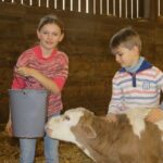 Enfants qui donnent la buveau a un veau montbelliard