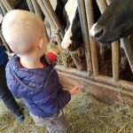 petit garçon de dos donnant foin aux vaches Prim'Holstein