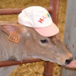 Veau avec casquette dans stabulation avec une main