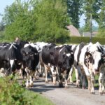 Prim'Holstein sur route du Nord