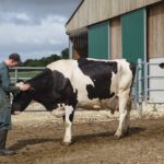 Homme qui caresse vache Prim Holstein batiment