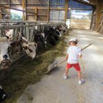 enfant repousse l'alimentation aux vaches avec balai ds stabulation