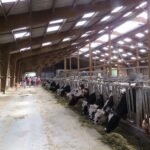 visite de ferme groupe dans stabulation