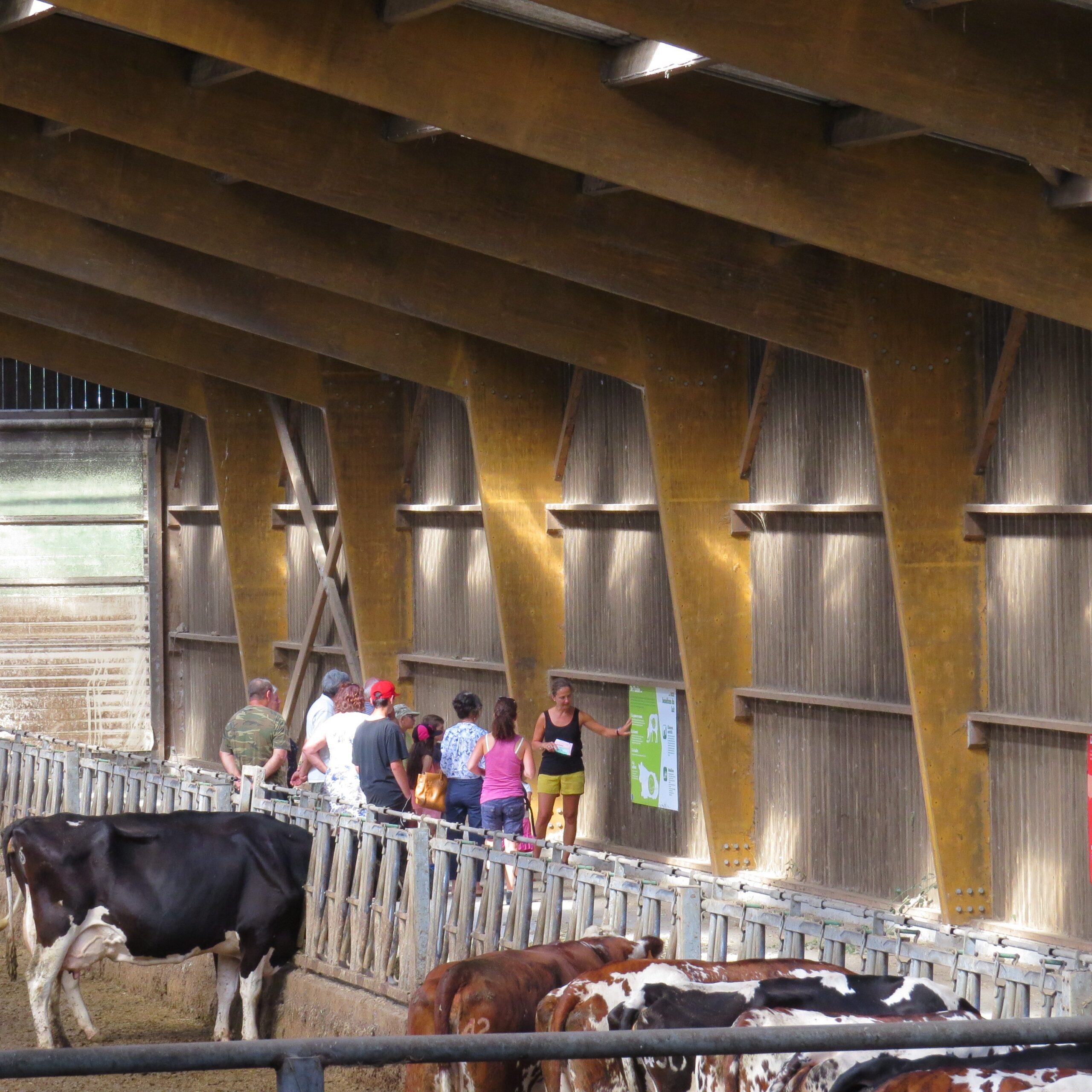visite de ferme groupe dans stabulation