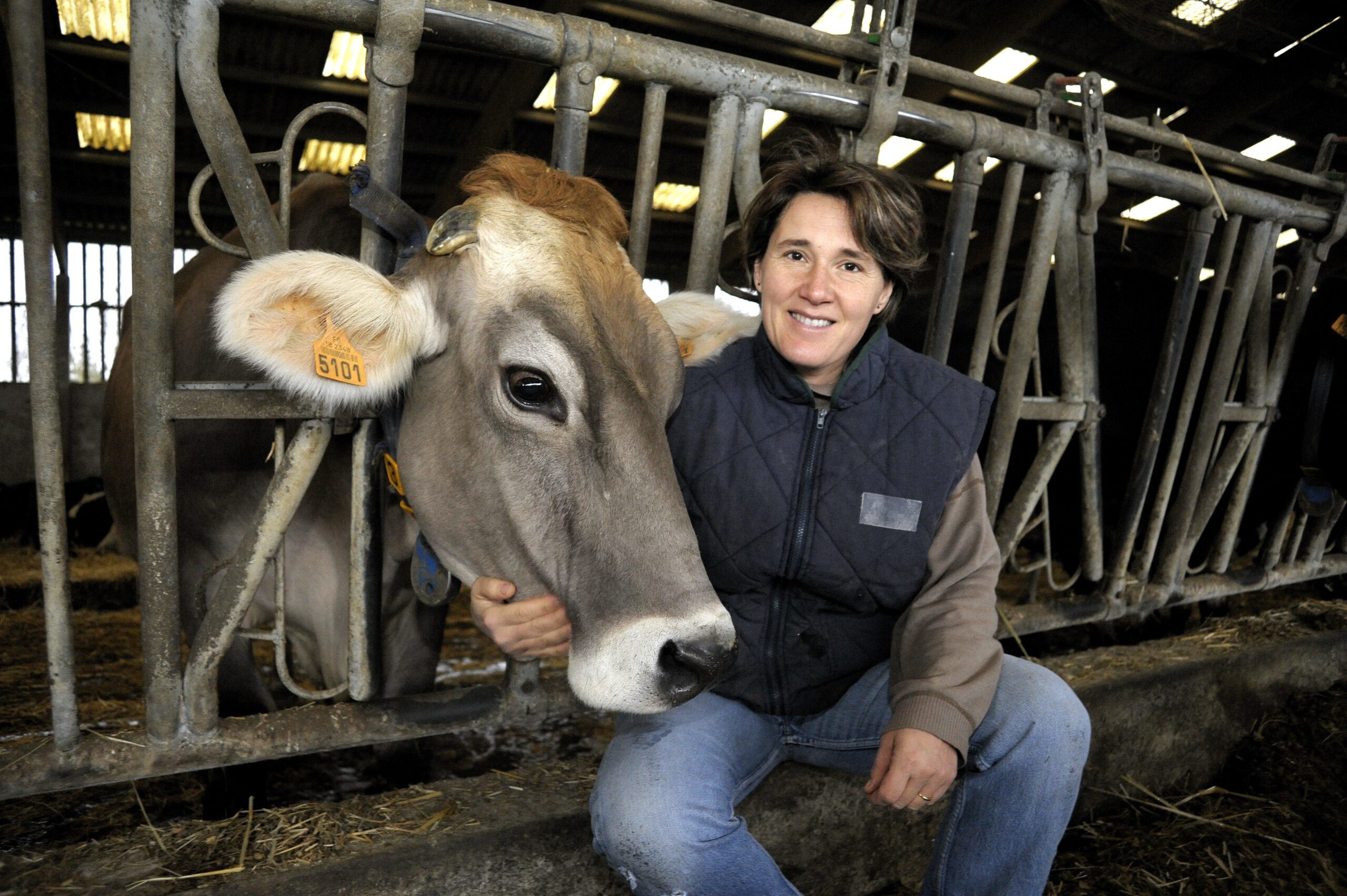 Eleveuse helene freger avec vache brune