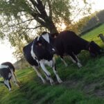 Vaches Prim Hostein dans pré, arbre