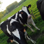 Vaches Prim Hostein dans pré, pature