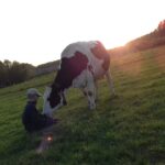 Vache Prim Hostein dans pré, avec enfant