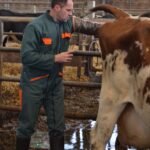 Inséminateur, vache
