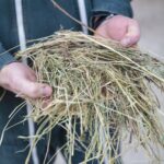 Foin dans mains d'éleveur, gros plan