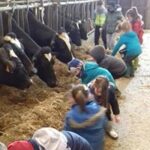enfants, scolaire et vache dan stabulation, ferme pédagogique