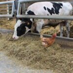 vache Prim'Holstein avec poule dans stabulation