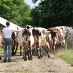 Eleveur qui ferme le troupeau de vaches normandes, chemin