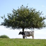 Vache Prim Holstein sous pommier, Normandie, pré, herbe
