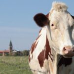 vache montbéliarde devant Abbaye