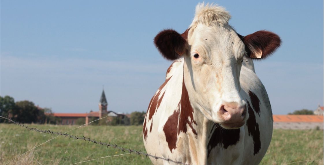 vache montbéliarde devant Abbaye