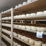 Fromages dans cave d'affinage, tomes