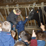 classe d'enfants, visite pédagogique, devant vache Prim Holstein dans la stabulation