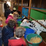classe d'enfants, visite pédagogique, devant les veaux, nurserie
