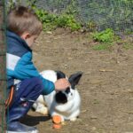 enfant, visite pédagogique caressant un lapin