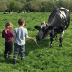 deux enfants donne de l'herbe a une vache Prim Holstein dans prairie, pré