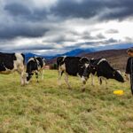 Eleveur dans champs, prairie, donnant a manger a des vaches prim'holstein, saut jaune, ciel gris