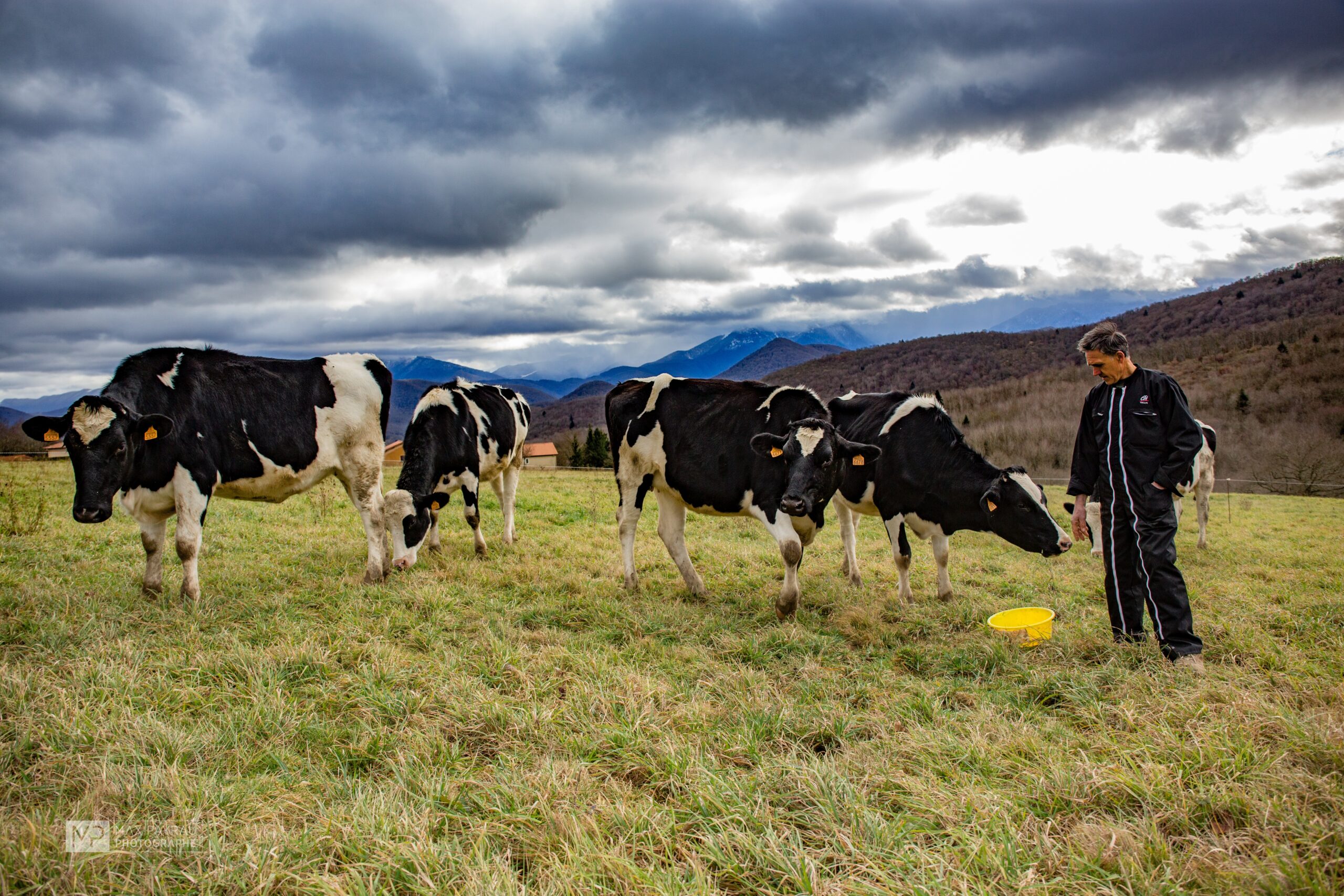 Eleveur dans champs, prairie, donnant a manger a des vaches prim'holstein, saut jaune, ciel gris