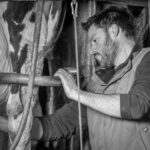 Photo noir et blanc, éleveur dans la salle de traite, vache, gestes