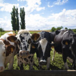 4 vaches alignées en gros plan, barrière, pré. Ferme des Peupliers